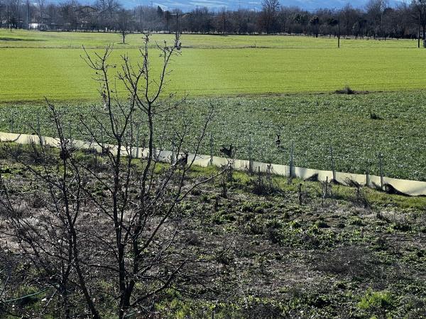 Vendita rustico o casale di 700 m2, Reggio Emilia (RE) - 8
